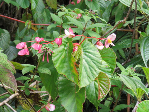 Begonia extensa (Begonia extensa)
