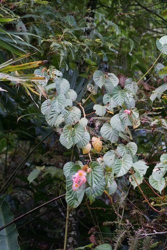 Begonia extensa (Begonia extensa)