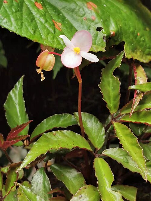Begonia fangii: Endemic to China. Photo taken in Xitou Nature Education Area, Nantou County, Taiwan. Early March to mid-April 2022.