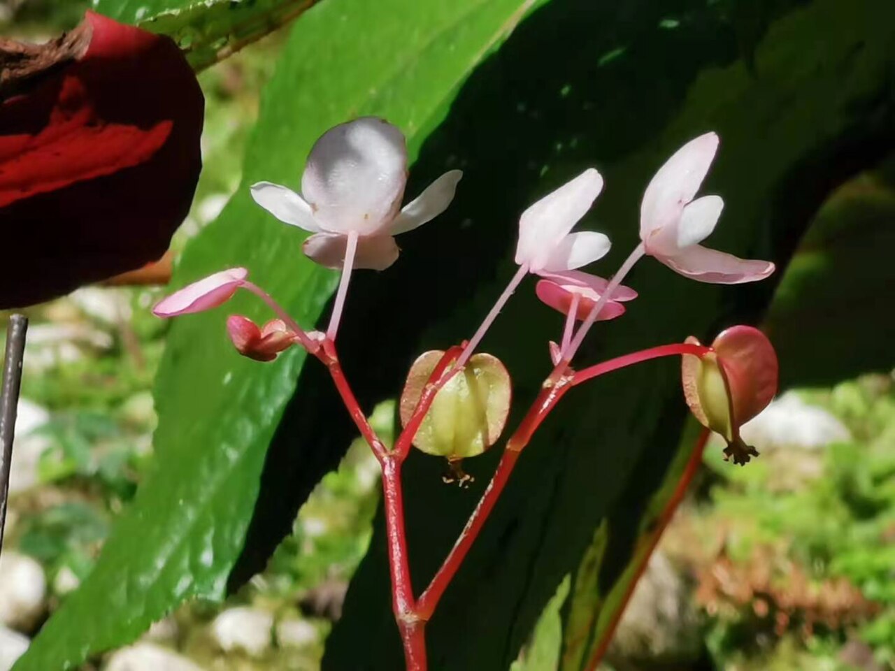 Begonia fangii: Endemic to China. Photo taken in Xitou Nature Education Area, Nantou County, Taiwan. Early March to mid-April 2022.