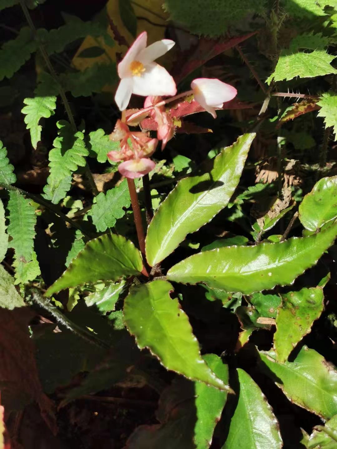 Begonia fangii: Endemic to China. Photo taken in Xitou Nature Education Area, Nantou County, Taiwan. Early March to mid-April 2022.