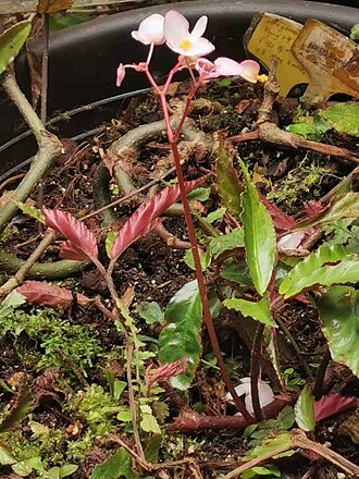 Begonia fangii: Endemic to China. Photo taken in Xitou Nature Education Area, Nantou County, Taiwan. Early March to mid-April 2022.