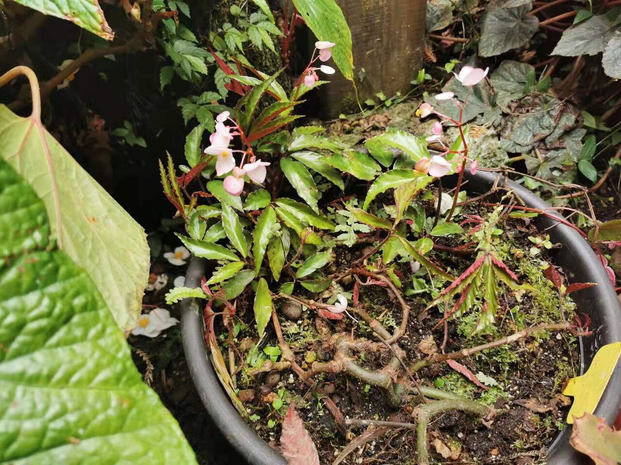 Begonia fangii: Endemic to China. Photo taken in Xitou Nature Education Area, Nantou County, Taiwan. Early March to mid-April 2022.