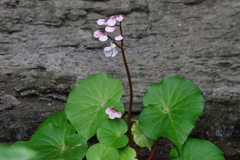 Begonia fenicis (Begonia fenicis)