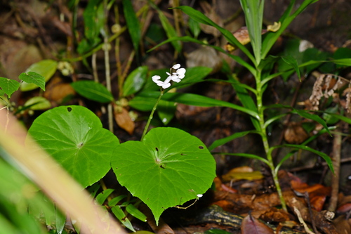 Begonia fenicis (Begonia fenicis)