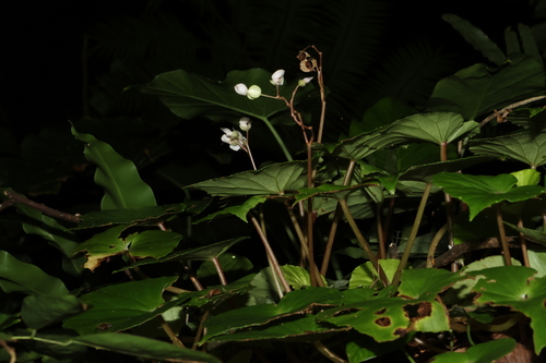 Begonia fenicis (Begonia fenicis)