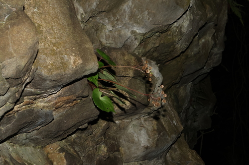 Begonia fenicis (Begonia fenicis)