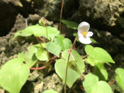 Begonia fenicis (Begonia fenicis)