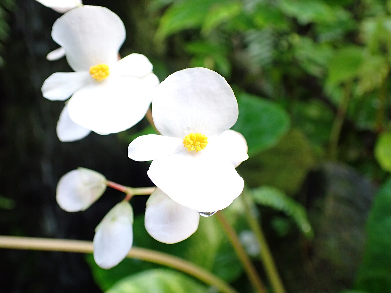 Begonia fenicis: コウトウシュウカイドウの花拡大(2024年12月 板橋区立熱帯環境植物館)