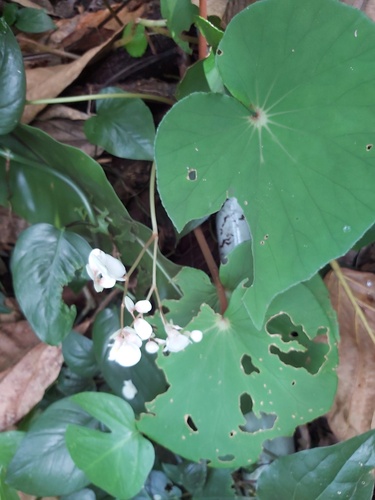 Begonia fenicis (Begonia fenicis)