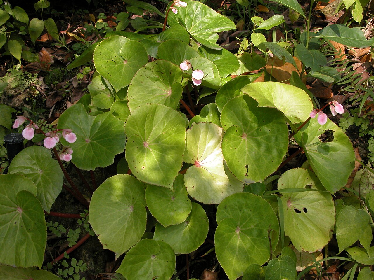 Begonia fenicis: 蘭嶼秋海棠 20060328