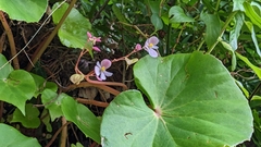 Begonia fenicis (Begonia fenicis)