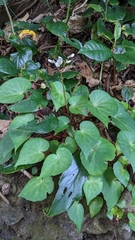 Begonia fenicis (Begonia fenicis)