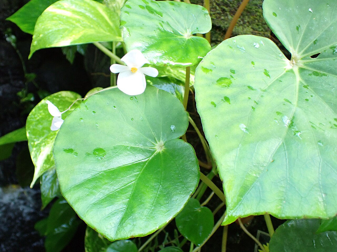 Begonia fenicis: コウトウシュウカイドウの葉(2024年12月 板橋区立熱帯環境植物館)