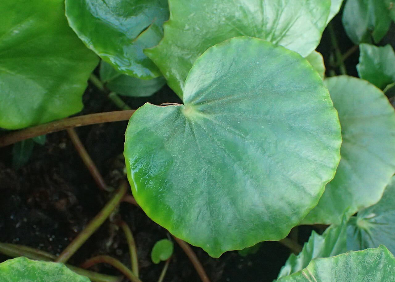 Begonia fernando-costae: Begonia fernandoi-costae in the Botanischer Garten, Berlin-Dahlem