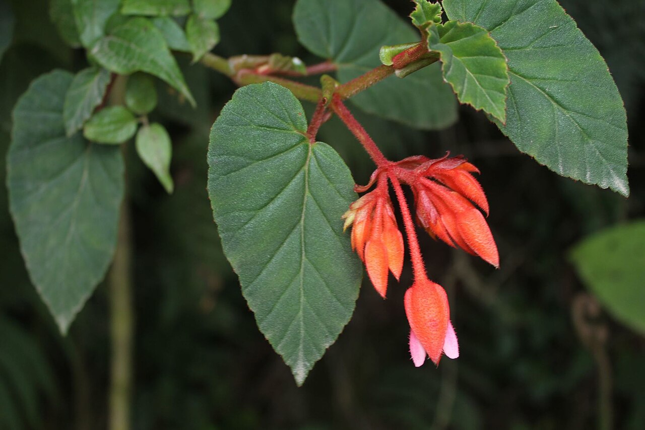 Begonia ferruginea: Begonia ferruginea. Species of plant.