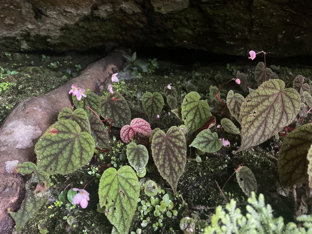 Begonia fimbristipula (Begonia fimbristipula)