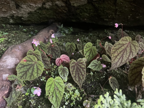 Begonia fimbristipula (Begonia fimbristipula)