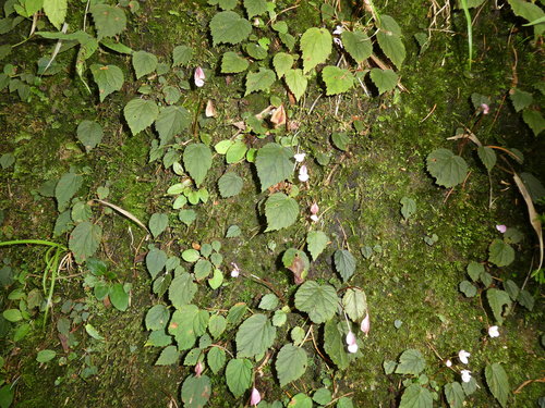 Begonia fimbristipula (Begonia fimbristipula)
