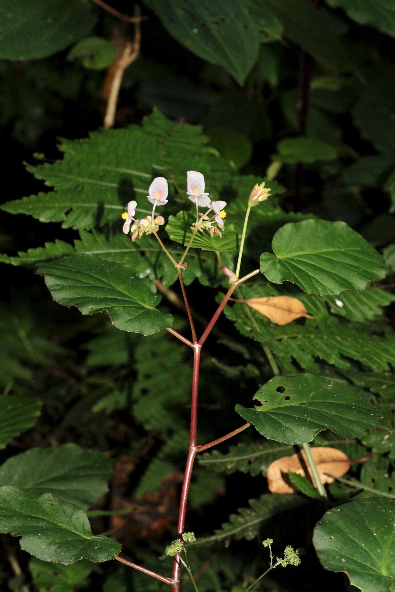Begonia fischeri: Venezuela, Merida, IVO Sierra Nevada NP (Sierra Nevada de Mérida).