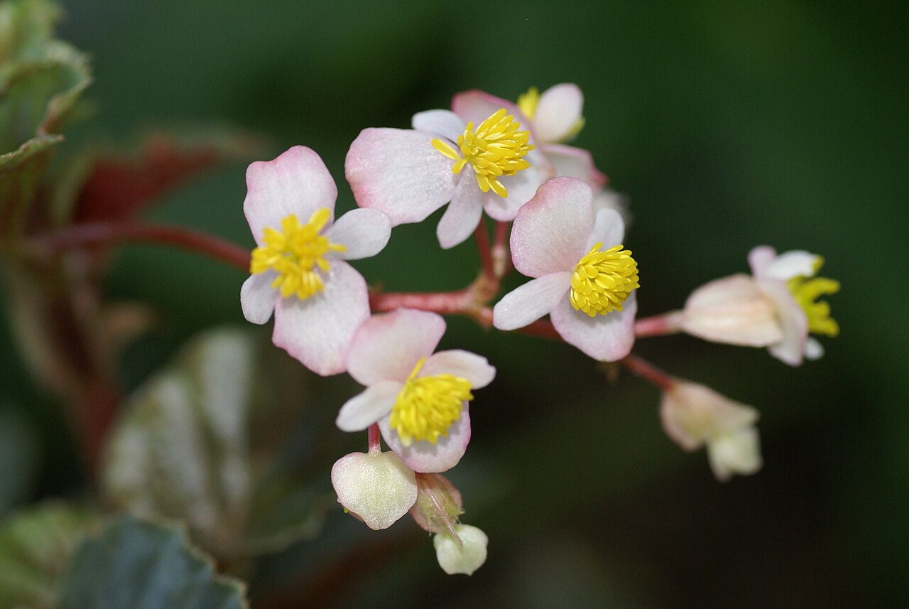 Begonia fischeri: Plant species Begonia fischeri in botanical garden Bergianska trädgården in Stockholm, Sweden