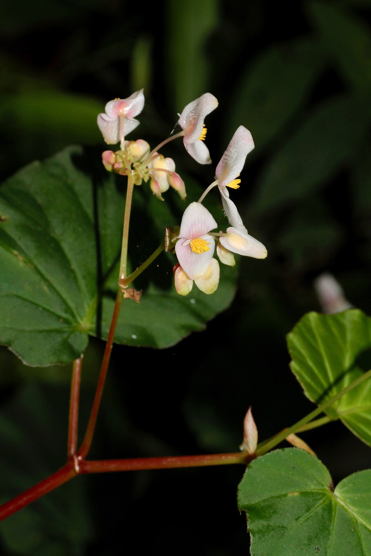 Begonia fischeri: Venezuela, Merida, IVO Sierra Nevada NP (Sierra Nevada de Mérida).