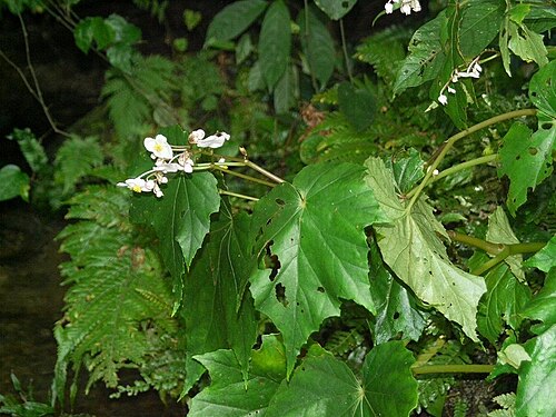 Begonia formosana: Begonia formosana (syn. Begonia laciniata var. formosana ) Japanese name:Turuadan：ツルアダン Date;2009,08.10;Iriomote Island, Okinawa prefecture, Japan Author;Keisot