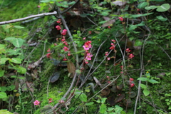 Begonia fusibulba (Begonia fusibulba)