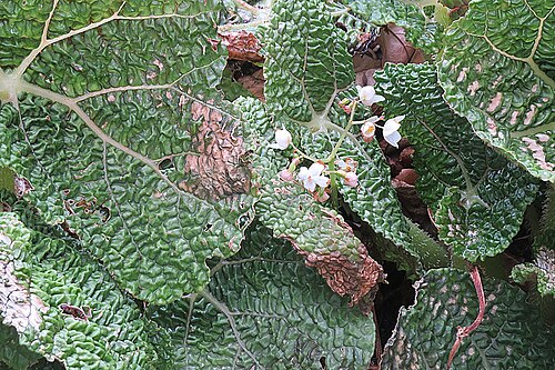 Begonia gehrtii: Originally from eastern Brazil. Photo from Lotusland, Montecito, California.