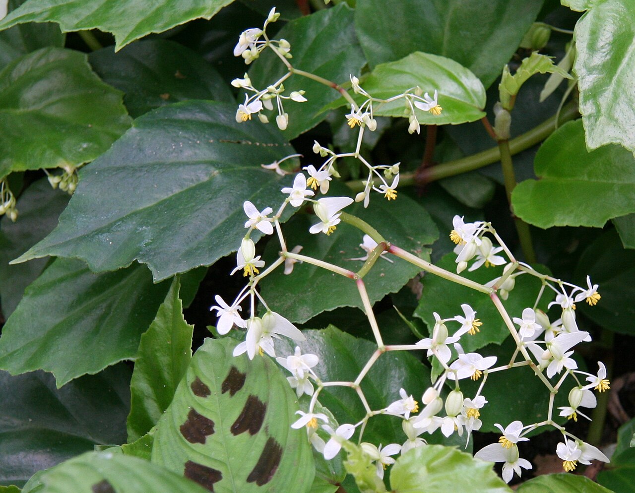 Begonia glabra: Begonia glabra im Botanischen Garten Dresden