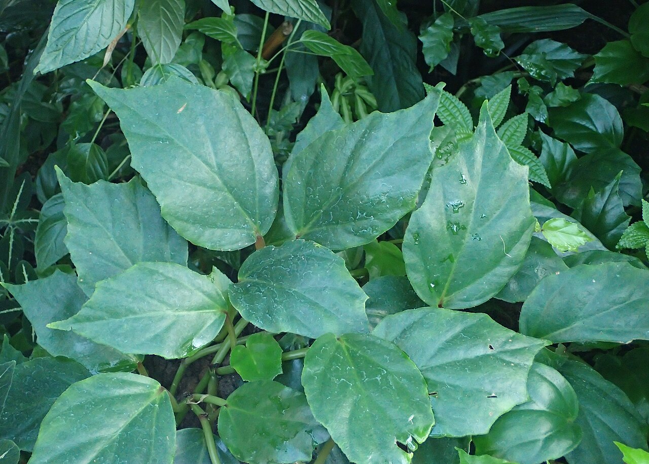 Begonia glabra: Begonia glabra in the Botanischer Garten, Berlin-Dahlem