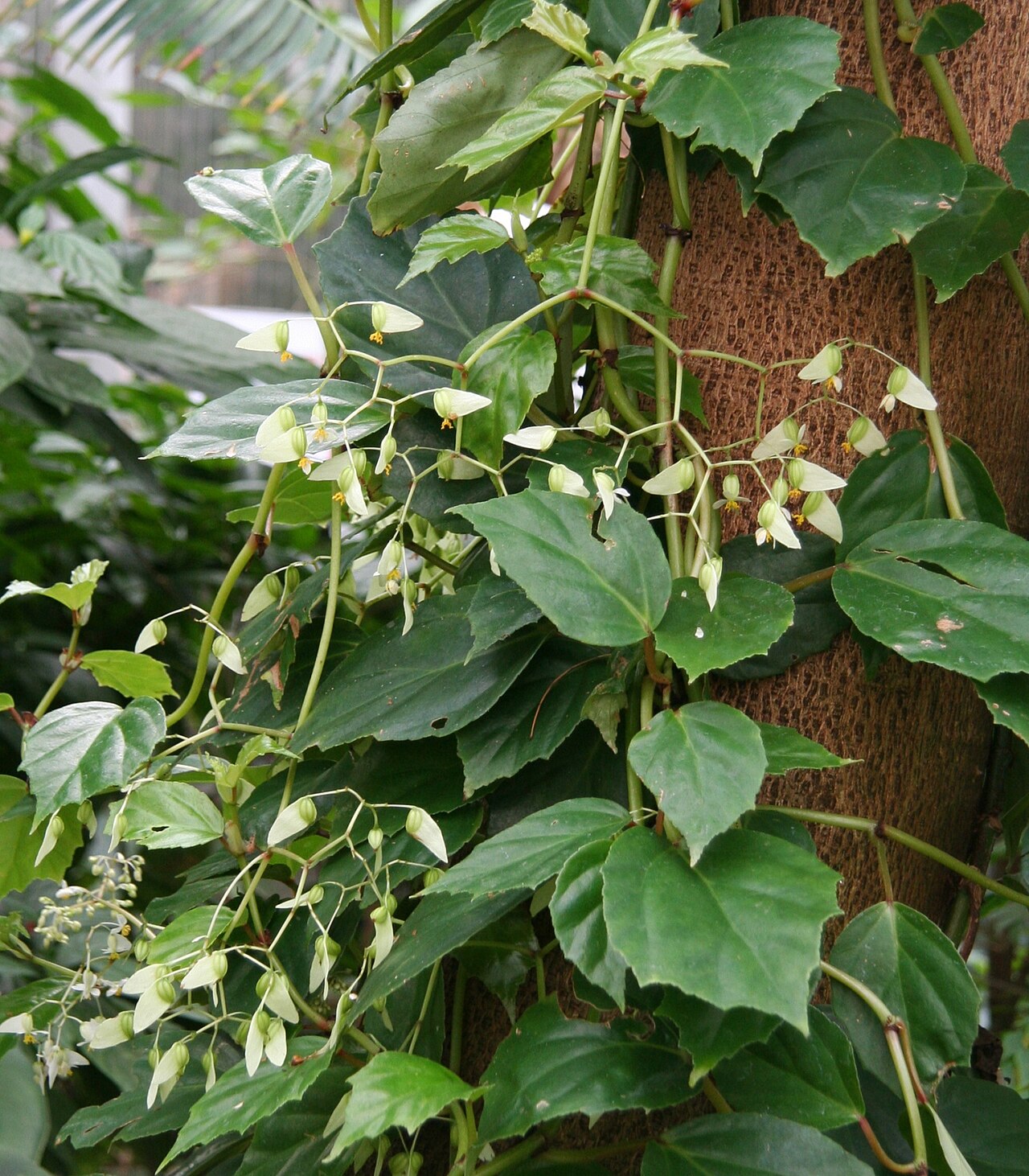 Begonia glabra: Begonia glabra im Botanischen Garten Dresden