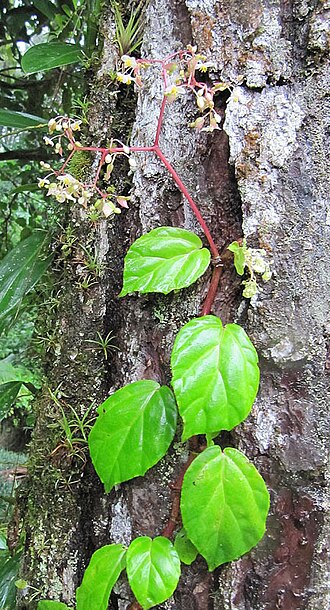 Begonia glabra: An epiphytic vine, widespread in the Neotropics. Photo from Costa Rica. In context at www.dixpix.ca/meso_america/Flora/cucurbit/index.html