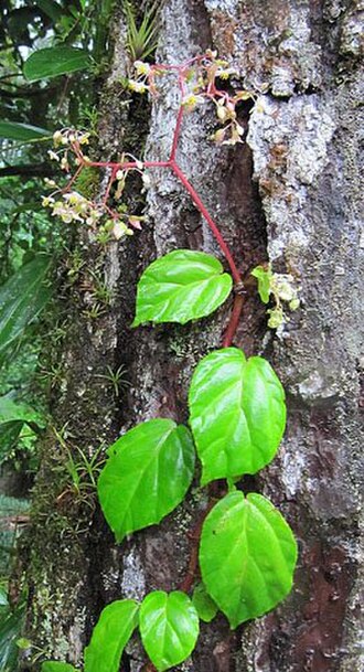 Begonia glabra: Dick Culbert: Begonia glabra , is known as the Climbing Begonia, and is widespread in the neotropics.