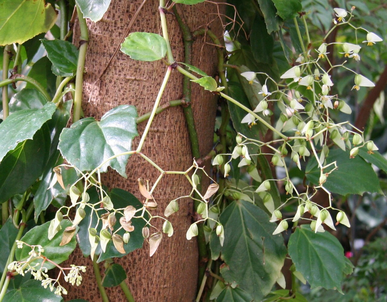Begonia glabra: Begonia glabra im Botanischen Garten Dresden