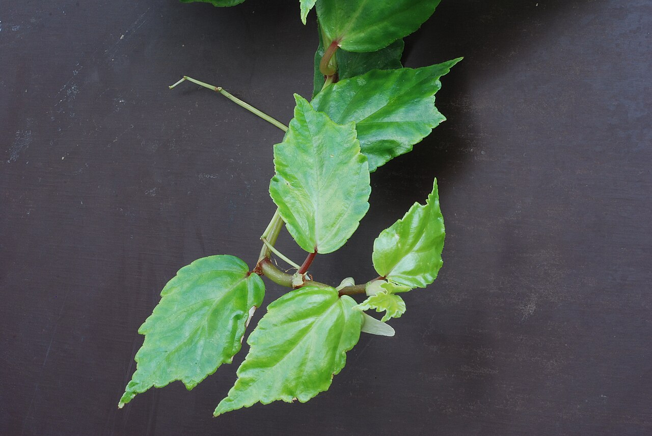 Begonia glabra: Begonia lacunosa Family : Begoniaceae Accession : 2007117936 National Botanical Garden of Belgium Meise Botanic Garden Native name Nationale Plantentuin van Bel