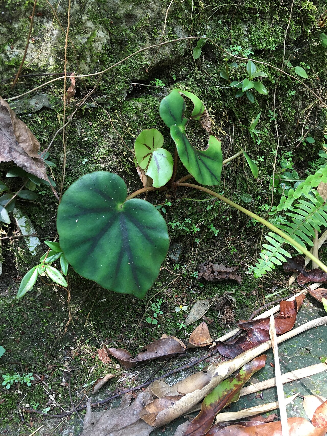 Begonia glandulosa: Begonia glandulosa. Species of plant.