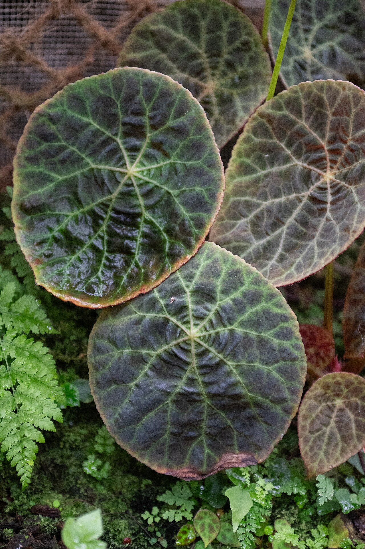 Begonia goegoensis: Begonia goegoensis au jardin botanique Jean-Marie Pelt de Villers-lès-Nancy.