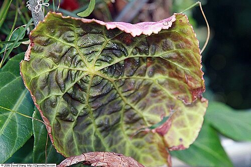 Begonia goegoensis: Location taken: United States Botanic Garden. Names: Begonia goegoensis N.E.Br. Classification: Plantae > Magnoliophyta > Magnoliopsida > Cucurbitales > Begonia