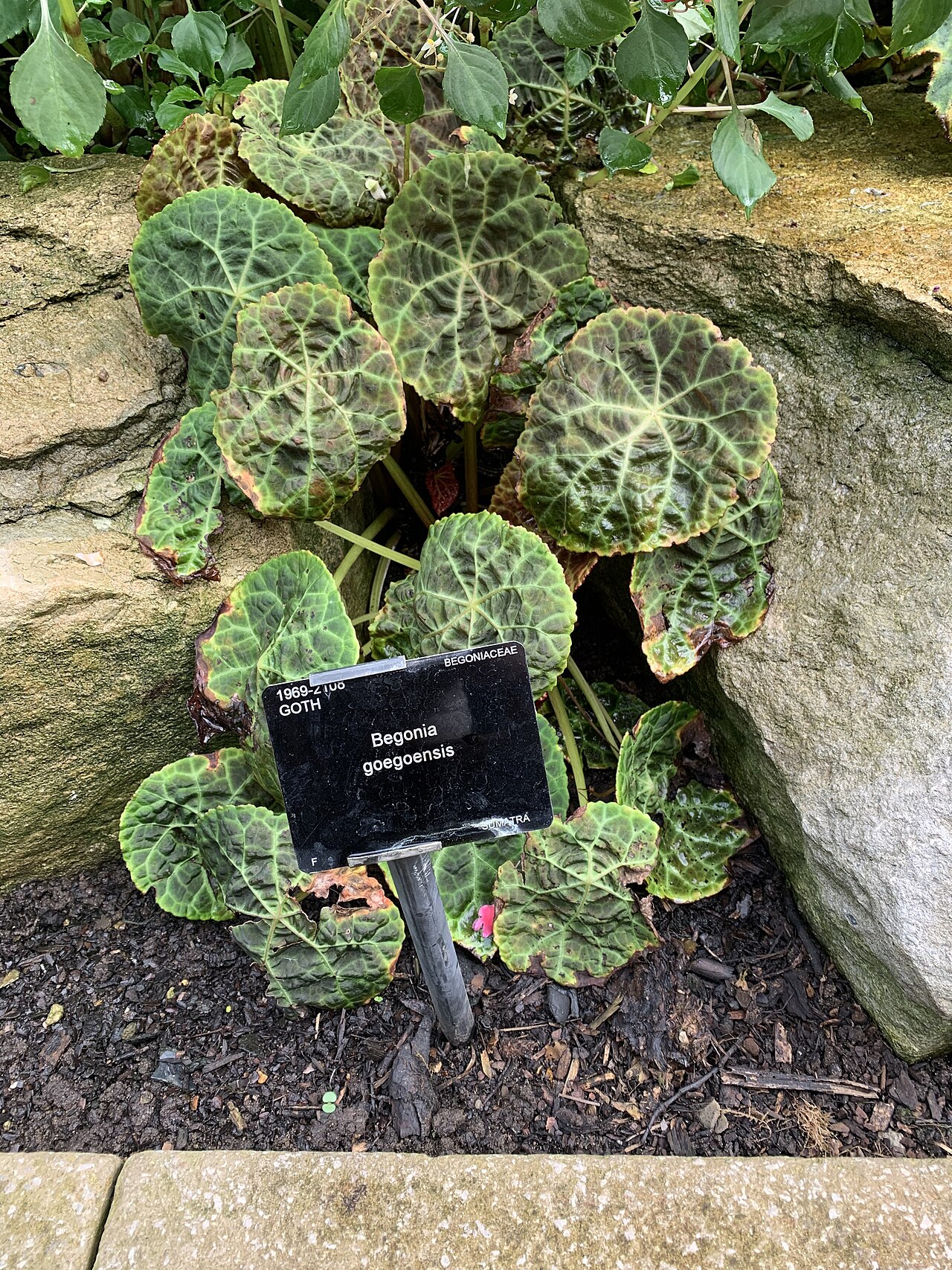 Begonia goegoensis: Begonia goegoensis N.E.Br. cultivated at Royal Botanic Gardens, Kew. Plaque code: "1969-2108 GOTH"