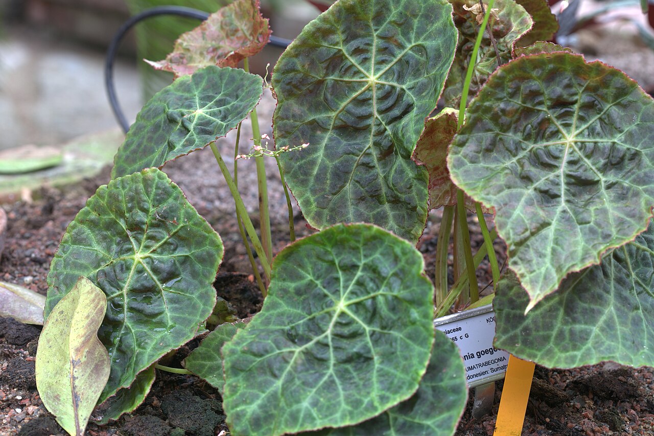 Begonia goegoensis: Begonia goegoensis in GotheburgBotanical Garden. Plant id: 1995-V0065 c G -- Köpenhamn