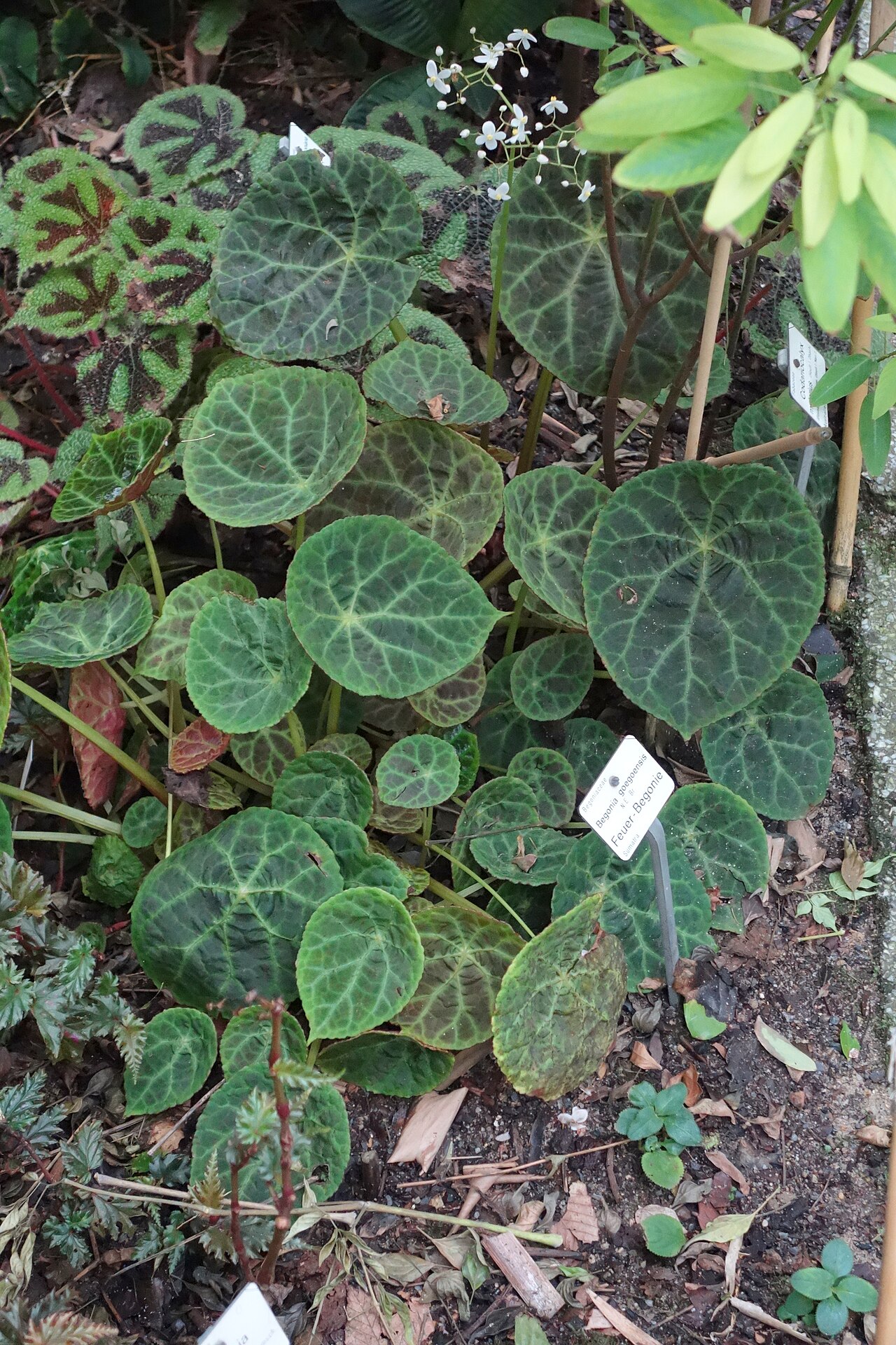 Begonia goegoensis: Botanical specimen in the Botanischer Garten, Dresden, Germany.