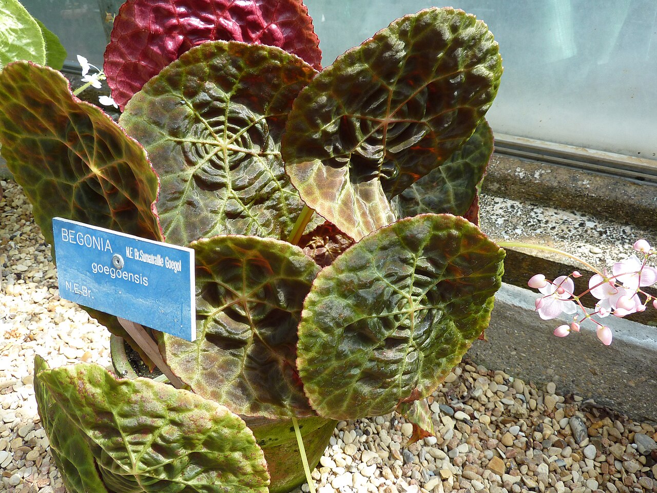 Begonia goegoensis: Begonia goegoensis , serres chaudes d'Auteuil - Jardin botanique de la Ville de Paris - France