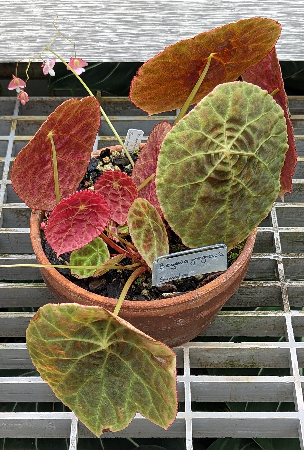 Begonia goegoensis: Begonia goegoensis - Conservatory of Flowers - San Francisco, California, USA.