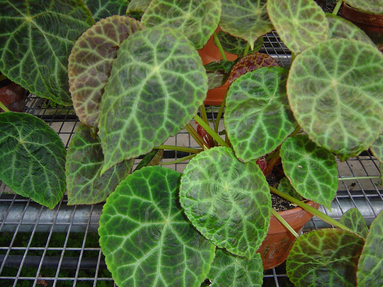 Begonia goegoensis: photo catch by myself : Solène Moutardier