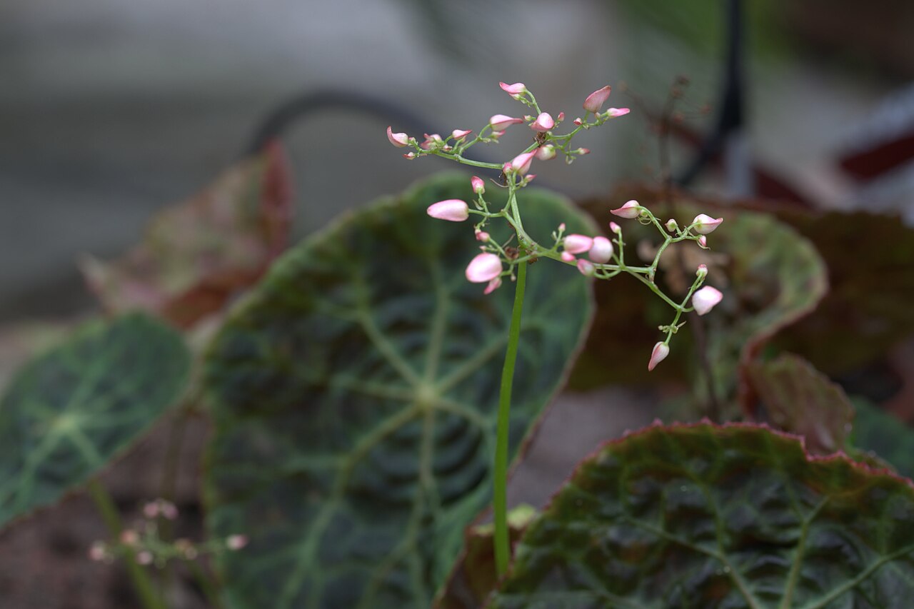Begonia goegoensis: Begonia goegoensis in GotheburgBotanical Garden. Plant id: 1995-V0065 c G -- Köpenhamn