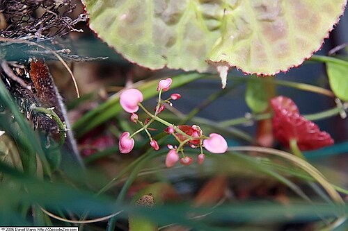 Begonia goegoensis: Location taken: United States Botanic Garden. Names: Begonia goegoensis N.E.Br. Classification: Plantae > Magnoliophyta > Magnoliopsida > Cucurbitales > Begonia