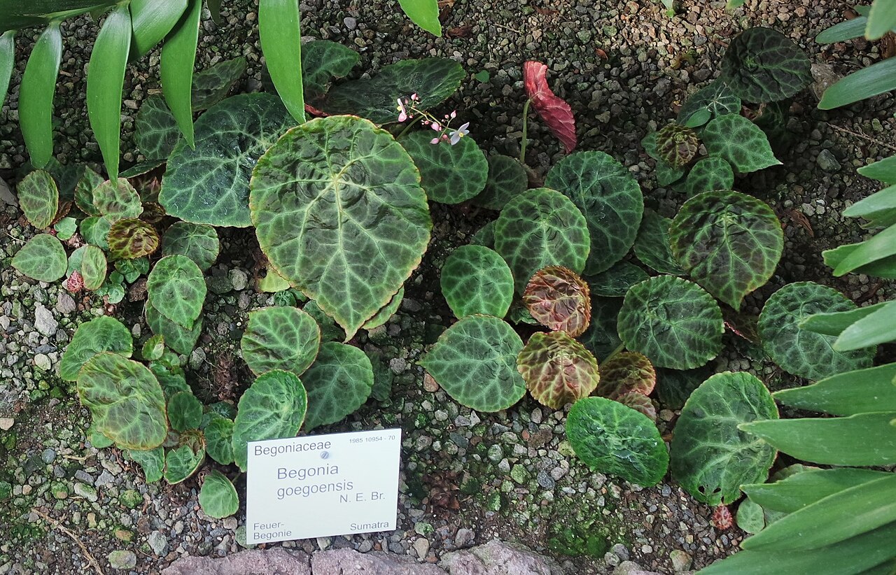 Begonia goegoensis: Begonia goegoensis