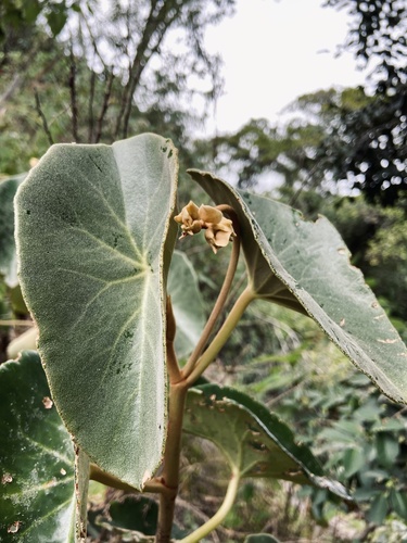 Begonia goldingiana (Begonia goldingiana)