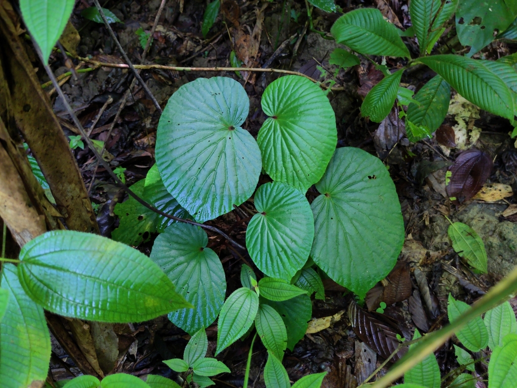 Begonia gomantongensis (Begonia gomantongensis)